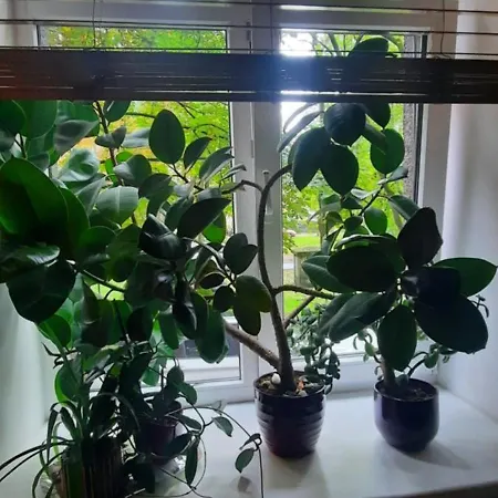 Eksporta 10, Lux 公寓