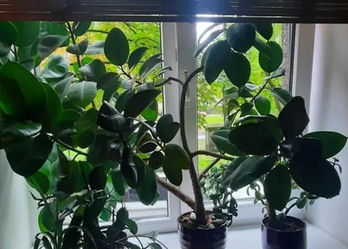 Eksporta 10, Lux Appartement